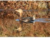 Photo of Podilymbus podiceps